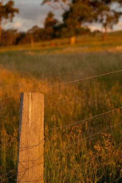Farm Fence Running Through Rural Farmland in Late Afternoon Light, New South Wales Australia