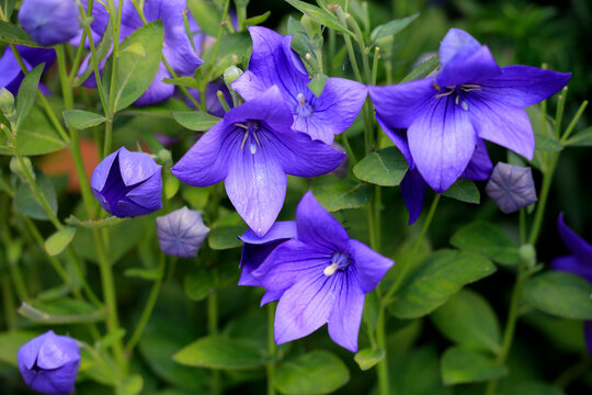 Ballonblume (Platycodon grandiflorus) mit vielen Bl&uuml;ten
