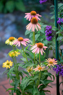 Sonnenh&uuml;te (Echinacea) Pflanzen mit Bl&uuml;ten