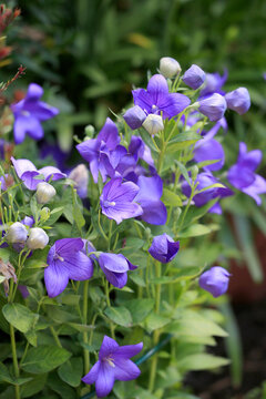 Ballonblume (Platycodon grandiflorus) mit vielen Bl&uuml;ten