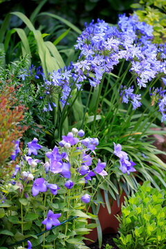 Blumenbeet im Garten mit blauen Bl&uuml;ten 