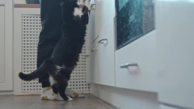 Cute tuxedo cat interacting with owner in the kitchen during morning feeding time.