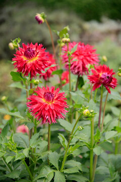 Dahlien (Dahlia) Pflanze mit roten Bl&uuml;ten 
