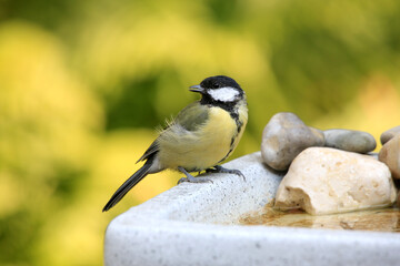 Kohlmeise (Parus major) sitzt auf Wasserbecken im Garten  © Aggi Schmid