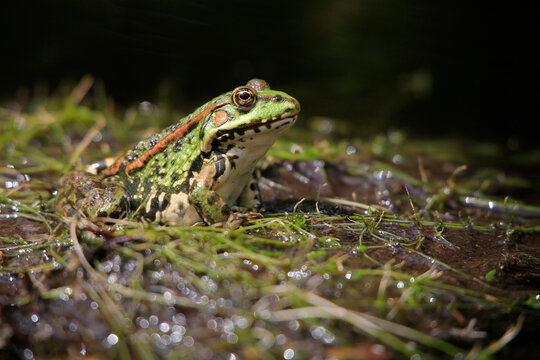  Wasserfr&ouml;sche, auch Gr&uuml;nfr&ouml;sche (Pelophylax &bdquo;esculentus&ldquo;) schaut zwischen Wasserpflanzen heraus