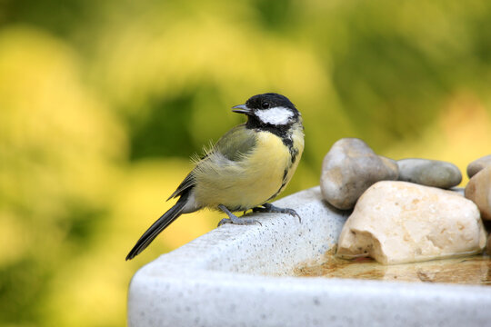 Kohlmeise (Parus major) sitzt auf Wasserbecken im Garten 