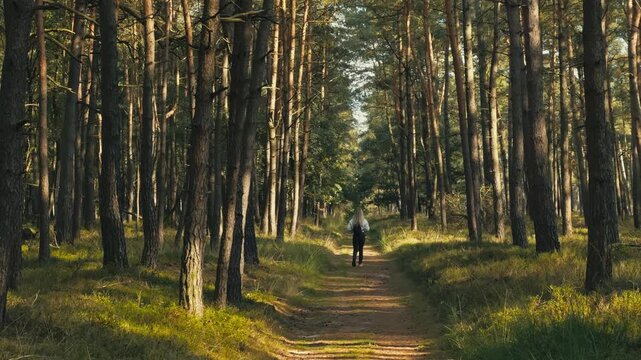 Blonde woman walks along a wide forest path as the camera tilts up, following tall tree trunks to the sky. Peaceful woodland scene with natural perspective.