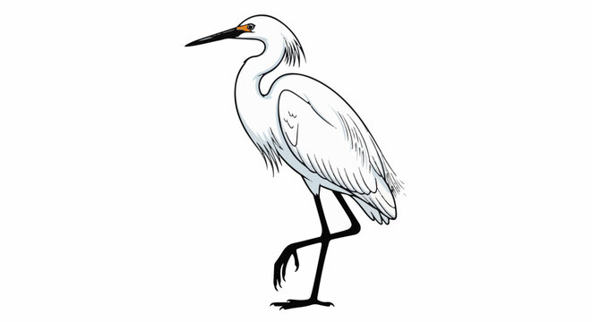 Elegant white egret stands on one leg against a white background