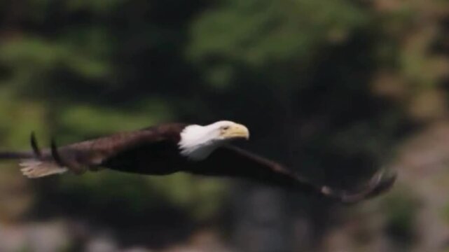 Bald Eagle Soaring Over Forest Landscape