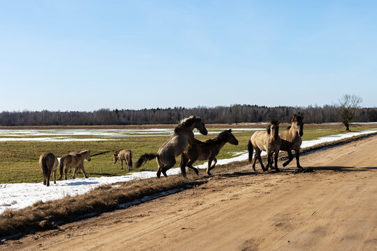 Horses frolic on dusty trail together. Energetic horses nudge and rear on sunny path