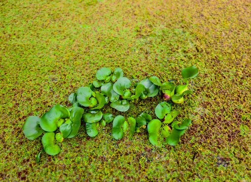 Water hyacinth floats on aquatic plants, often called azolla pinnata, resting in a pond. A natural aquatic landscape.