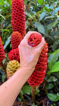 Hand squeezing red beehive ginger flower with water dripping. Human hand squeezing a red beehive ginger flower, liquid dripping from bracts in a tropical garden.