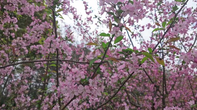 The beautiful scenery of blooming crabapple flowers in spring