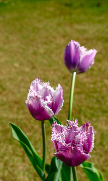 フリンジ咲きのチューリップの花