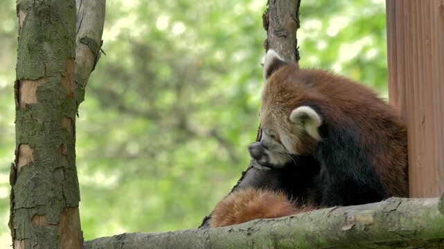 The red panda is cleaning paws. Scientific species name - Ailurus fulgens