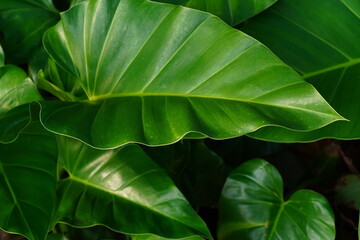 Fototapeta premium Large, glossy green leaves dominate the frame. They curve gently, showing natural veins and edges. Light reflects off their surfaces, giving them a vibrant sheen. Background leaves blur softly