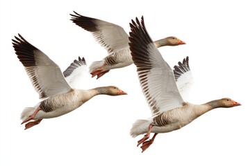 Obraz premium Geese flying in formation