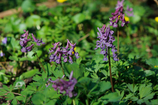 spring flowers corydalis in the forest


