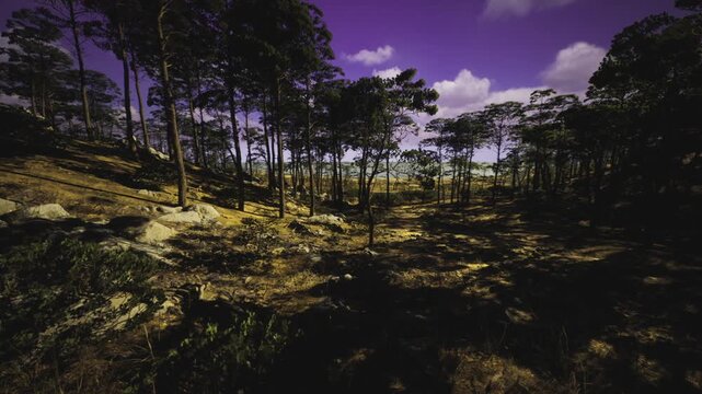 Purple tinted sky backlit pine ridge at dusk, warm undershot glow outlining trunks and grasses, high contrast silhouettes across sloping terrain, cinematic mood