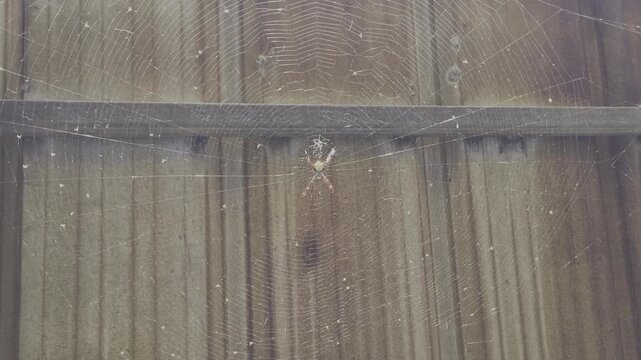 Spider on wooden fence moving along web, closeup outdoor footage showing arachnid activity and silk threads on rustic wood surface
