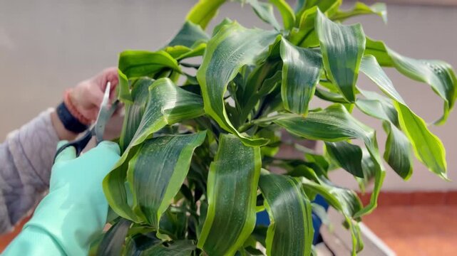 Woman trims and prunes plants in pots on her home terrace