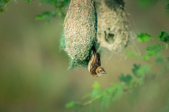 Baya weaver (Ploceus philippinus) is a weaverbird found across the Indian subcontinent and Southeast Asia