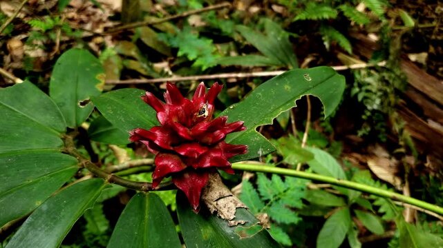 Vibrant Red Ginger Inflorescence in Tropical Foliage