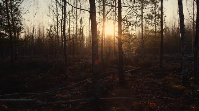 morning in the forest