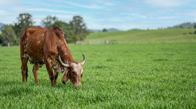 indian gir cow grazing on green pasture with clean uniform grass and open space for blog banner and agriculture marketing use