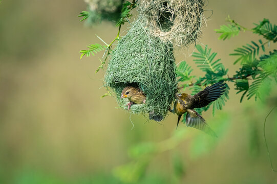 Baya weaver (Ploceus philippinus) is a weaverbird found across the Indian subcontinent and Southeast Asia
