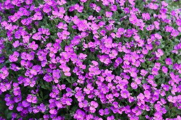 Purple aubretia covering a garden wall © Francesca Leslie