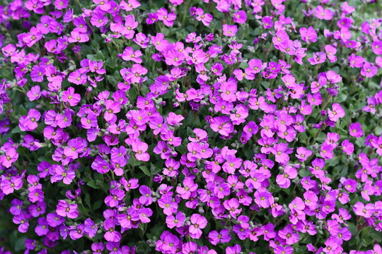 Purple aubretia covering a garden wall