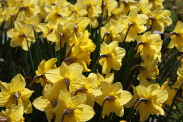 Fototapeta premium Daffodils in a garden in spring