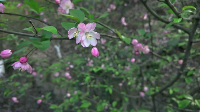 Blooming pink crabapple flowers