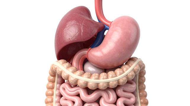 Human digestive system anatomy with stomach, intestines, liver, and esophagus in a medical illustration