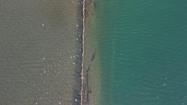 Ptuj, Slovenia&rsquo;s Ptujsko Jezero features a flock of gulls and waterfowl along the freshwater shoreline in a protected wetland habitat, captured from a top-down aerial drone perspective.