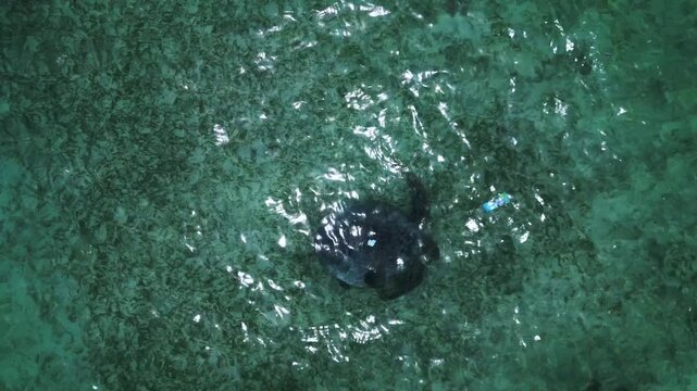 Sea turtle swimming in polluted ocean water with plastic waste and debris. Concept of environmental problem, plastic pollution, and marine life. Dramatic aerial view vertical bird's eye view drone