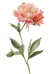 Fototapeta premium Elegant watercolor pink peony illustration.