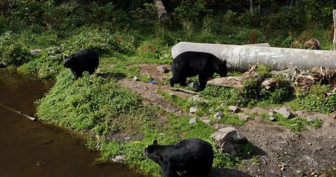 Three American Black Bears (Ursus Americanus), Sitka, Alaska.