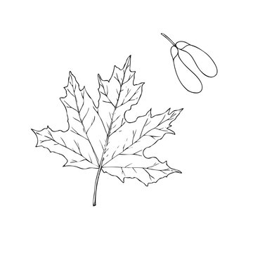 Vector maple leaf, graphic hand drawn Helicopter seed, samara fruit, isolated illustration. Botanical hand drawn illustration isolated on background. Ideal for seasonal, halloween, forest, or nature