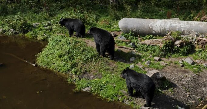 Three American Black Bears (Ursus Americanus) by the riverbank, Alaska.