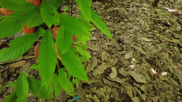 POV of a cacao tree loaded with cacao pods in a humble home surrounded by dry leaves; a special fruit in Venezuela