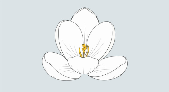 Simple line drawing of a white crocus flower with yellow center
