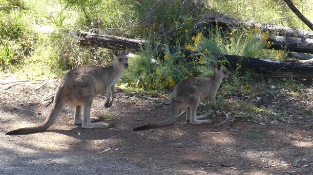 Australian Eastern Grey Kangaroos (macropus giganteus) standing roadside in shade mother and joey on hot day
