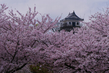 桜に包まれる中津城 © miyakowasure