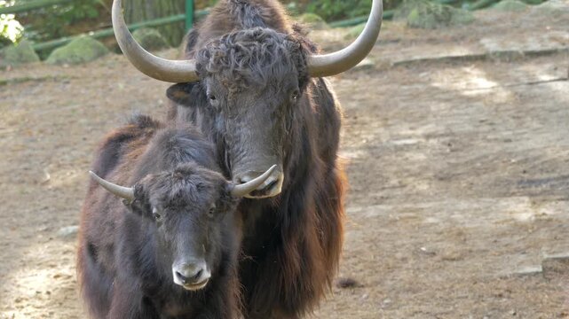 Portrait of yaks. Scientific species name - bos mutus
