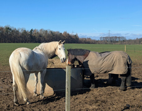 Two horses in a pasture