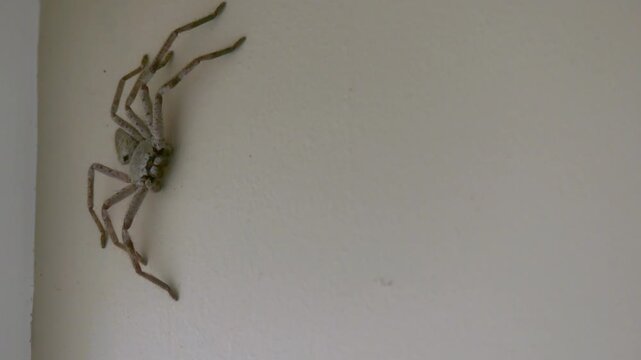 Australian huntsman spider (Sparassidae) sitting on wall looking towards camera next to window