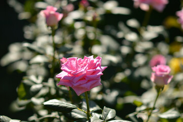 Obraz premium pink blooming roses in sunlight