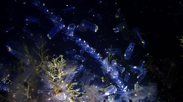 夜の海で幻想的に舞うサルパ（プランクトン）の群れ